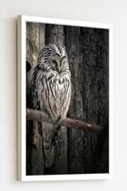 Quadro Decorativo Foto Coruja Galho Seco - 70X50Cm