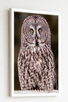 Quadro Decorativo Foto Coruja Olho Amarelo - 70X50Cm Quadro Decorativo Foto Coruja Olho Amarelo - 70X50Cm