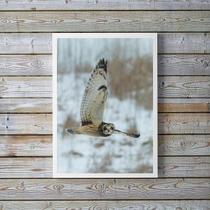 Quadro Decorativo Foto Coruja Voando 45X34Cm - Com Vidro