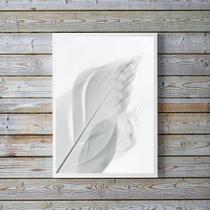 Quadro Decorativo Fotografia Branca Pena 45X34Cm Quadro Decorativo Fotografia Branca Pena 45X34Cm