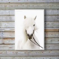 Quadro Decorativo Fotografia Cavalo Branco 24x18cm - com vidro