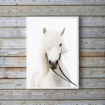 Quadro Decorativo Fotografia Cavalo Branco 24X18Cm - Vidro