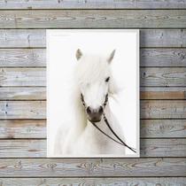 Quadro Decorativo Fotografia Cavalo Branco 33X24Cm - Vidro