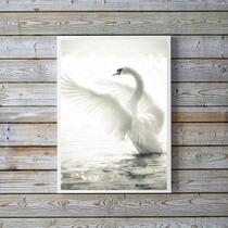 Quadro Decorativo Fotografia Cisne Branco 45x34cm Quadro Decorativo Fotografia Cisne Branco 45x34cm