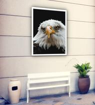 Quadro Decorativo Fotografia Olhar Águia - 70x50cm