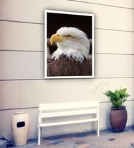 Quadro Decorativo Fotografia Perfil Águia - 70X50Cm Quadro Decorativo Fotografia Perfil Águia - 70X50Cm