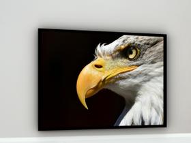 Quadro Decorativo Fotografia Perfil Águia - 70X50Cm Quadro Decorativo Fotografia Perfil Águia - 70X50Cm