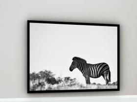 Quadro Decorativo Fotografia Zebra Branco e Preto - 70x50cm