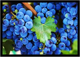 Quadro Decorativo Frutas Uvas Gourmet Cozinha Restaurantes Com Moldura RC025 Quadro Decorativo Frutas Uvas Gourmet Cozinha Restaurantes Com Moldura RC025