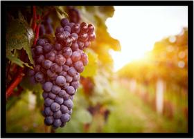 Quadro Decorativo Frutas Uvas Nutrição Gourmet Culinária Cozinha Restaurantes Com Moldura RC032 Quadro Decorativo Frutas Uvas Nutrição Gourmet Culinária Cozinha Restaurantes Com Moldura RC032