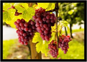 Quadro Decorativo Frutas Uvas Nutrição Gourmet Culinária Cozinha Restaurantes Com Moldura RC047