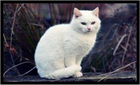 Quadro Decorativo Gato Animais Pet Shop Veterinário Quartos Casa Salas Com Moldura RC000