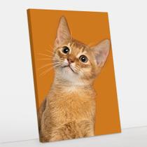 Quadro Decorativo Gato Canvas 50x70 - Foto Paulista
