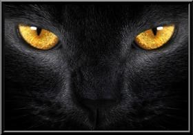 Quadro Decorativo Gato Preto Olhos Amarelos Moldura 42x29cm