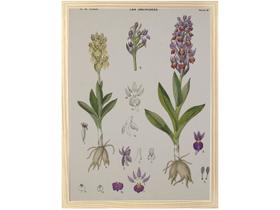 Quadro Decorativo Inspiração Botânica Orquídeas - 34,5x46,5cm Design Up Living Quadro Decorativo Inspiração Botânica Orquídeas - 34,5x46,5cm Design Up Living