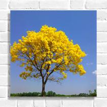 Quadro Decorativo Ipê Amarelo Quadro Decorativo Ipê Amarelo