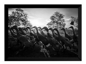 Quadro Decorativo Linda Foto Patos Natureza Quadro Decorativo Linda Foto Patos Natureza