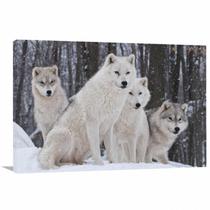 Quadro decorativo Lobos Paisagem com Tela em Tecido Quadro decorativo Lobos Paisagem com Tela em Tecido