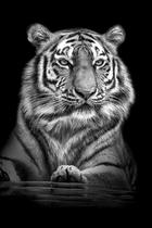 Quadro decorativo Luxo Tigre Realista 60x90 Quadro decorativo Luxo Tigre Realista 60x90