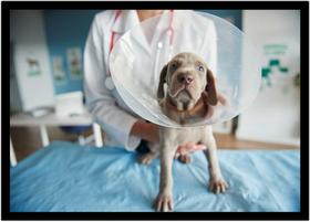 Quadro Decorativo Medicina Consultórios Veterinários Pet Shop Com Moldura RC040