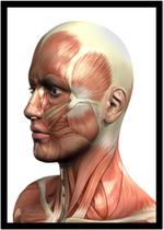Quadro Decorativo Medicina Fisiologia Músculos Corpo Humano Com Moldura RC043 Quadro Decorativo Medicina Fisiologia Músculos Corpo Humano Com Moldura RC043