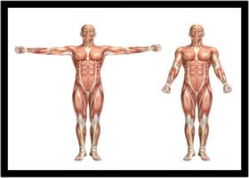 Quadro Decorativo Medicina Fisiologia Músculos Corpo Humano Com Moldura RC044