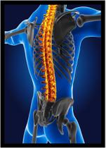 Quadro Decorativo Medicina Fisiologia Ortopedia Corpo Humano Com Moldura RC045 Quadro Decorativo Medicina Fisiologia Ortopedia Corpo Humano Com Moldura RC045