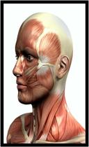 Quadro Decorativo Medicina Médicos Corpo Humano Músculos Consultórios Com Moldura RC002