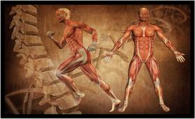 Quadro Decorativo Medicina Médicos Corpo Humano Músculos Consultórios Com Moldura RC003