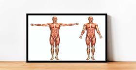 Quadro Decorativo Medicina Médicos Corpo Humano Músculos Consultórios Com Moldura RC004