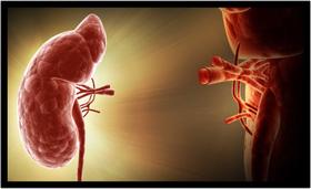 Quadro Decorativo Medicina Médicos Órgão Humano Saúde Salas Consultórios Com Moldura RC016 Quadro Decorativo Medicina Médicos Órgão Humano Saúde Salas Consultórios Com Moldura RC016