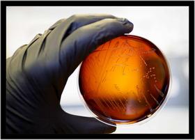 Quadro Decorativo Medicina Placa De Petri Consultórios Laboratórios Biologia Com Moldura RC013