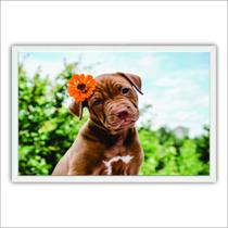 Quadro Decorativo Moldura de Madeira 60x40 Filhote Pitbull