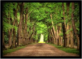 Quadro Decorativo Natureza Paisagem Bosque Primavera Salas Quartos Escritório Com Moldura R089