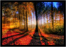 Quadro Decorativo Natureza Paisagem Bosque Salas Quartos Escritório Com Moldura R010