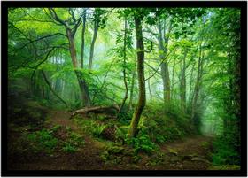 Quadro Decorativo Natureza Paisagem Mata Tropical Salas Quartos Escritório Com Moldura R095