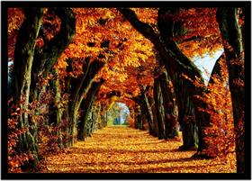 Quadro Decorativo Natureza Paisagem Outono Bosque Salas Quartos Escritório Com Moldura RC114