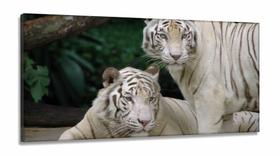 Quadro Decorativo Natureza Tigres Selvagens em Tecido Canvas 130x60 Quadro Decorativo Natureza Tigres Selvagens em Tecido Canvas 130x60