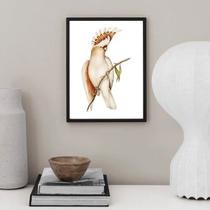 Quadro Decorativo Passarinho Cacatua 45x34cm Quadro Decorativo Passarinho Cacatua 45x34cm