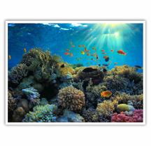 Quadro Decorativo Peixes Coloridos Coral 90x60 Sala Quarto Quadro Decorativo Peixes Coloridos Coral 90x60 Sala Quarto