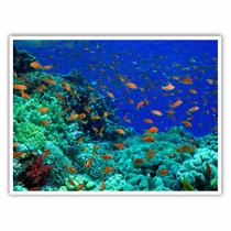 Quadro Decorativo Peixes Coral 90x60 para Sala Quarto Hall Quadro Decorativo Peixes Coral 90x60 para Sala Quarto Hall