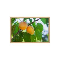 Quadro Decorativo Pêssego: Mod. 0409 Quadro Decorativo Pêssego: Mod. 0409
