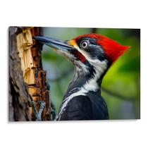 Quadro decorativo Pica Pau