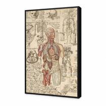 Quadro decorativo profissões medicina anatomia humana 60x40