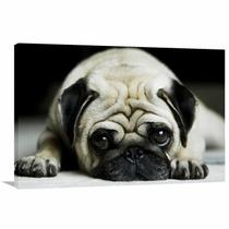 Quadro decorativo Pug Cachorro com Tela de Tecido