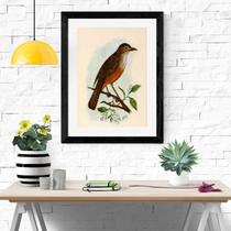 Quadro Decorativo Sabiá Laranjeira - 60x48cm