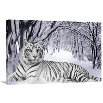 Quadro decorativo Tigre Branco Animais com Tela em Tecido