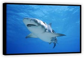 Quadro Decorativo Tubarão Animais Oceano Tela Canvas Premium Salas