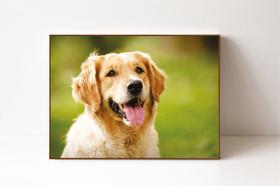 Quadro em Canvas Cachorro Golden - Facility Print