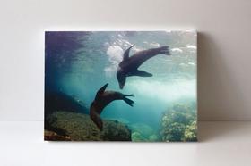 Quadro em Canvas Fundo Mar Golfinhos